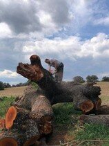 Talas y podas árboles en Altura