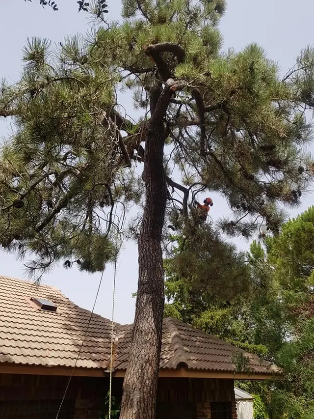 TALA Y PODA DE ÁRBOLES Tala y poda en altura