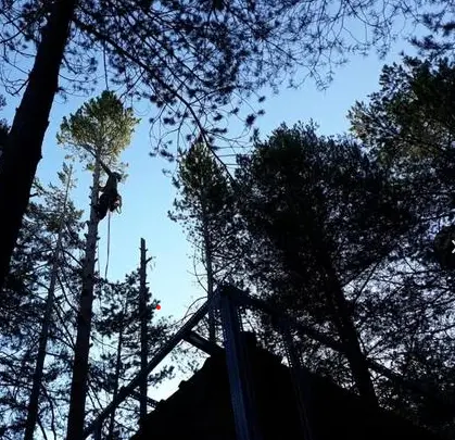 Talas y podas de árboles en altura Talas y podas en altura