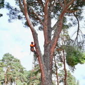 Poda y tala en altura de árboles Tala y poda de árboles en altura